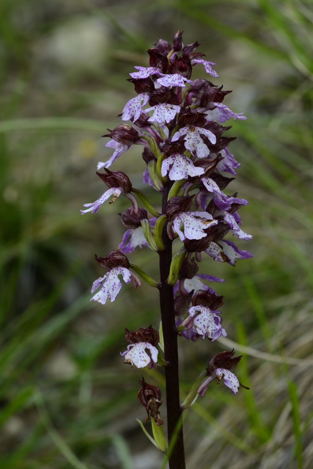 Orchis purpurea